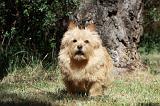 NORWICH TERRIER 039